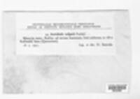 Helvella acetabulum image